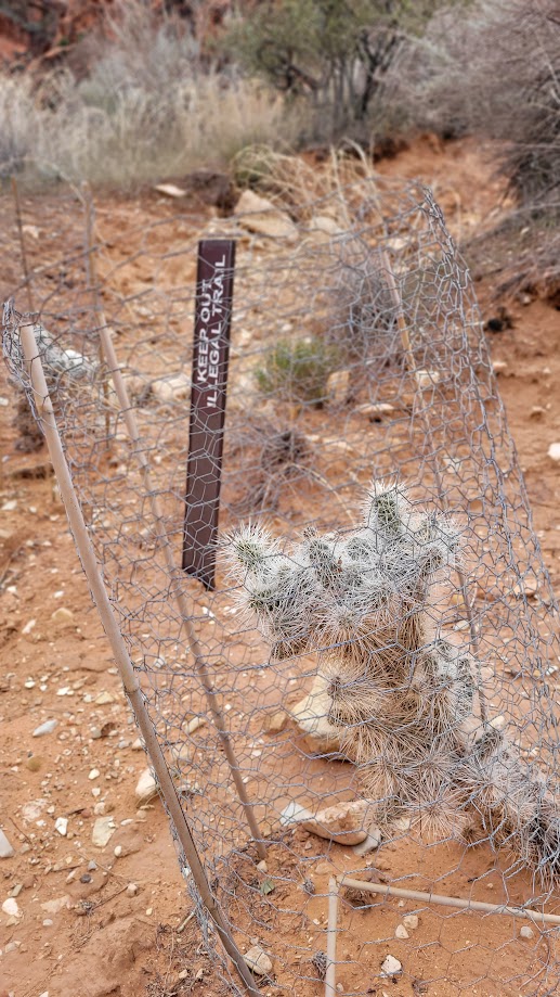 The Bureau of Land Management is taking preventative measures to protect the native plants along the Red Reef Trail