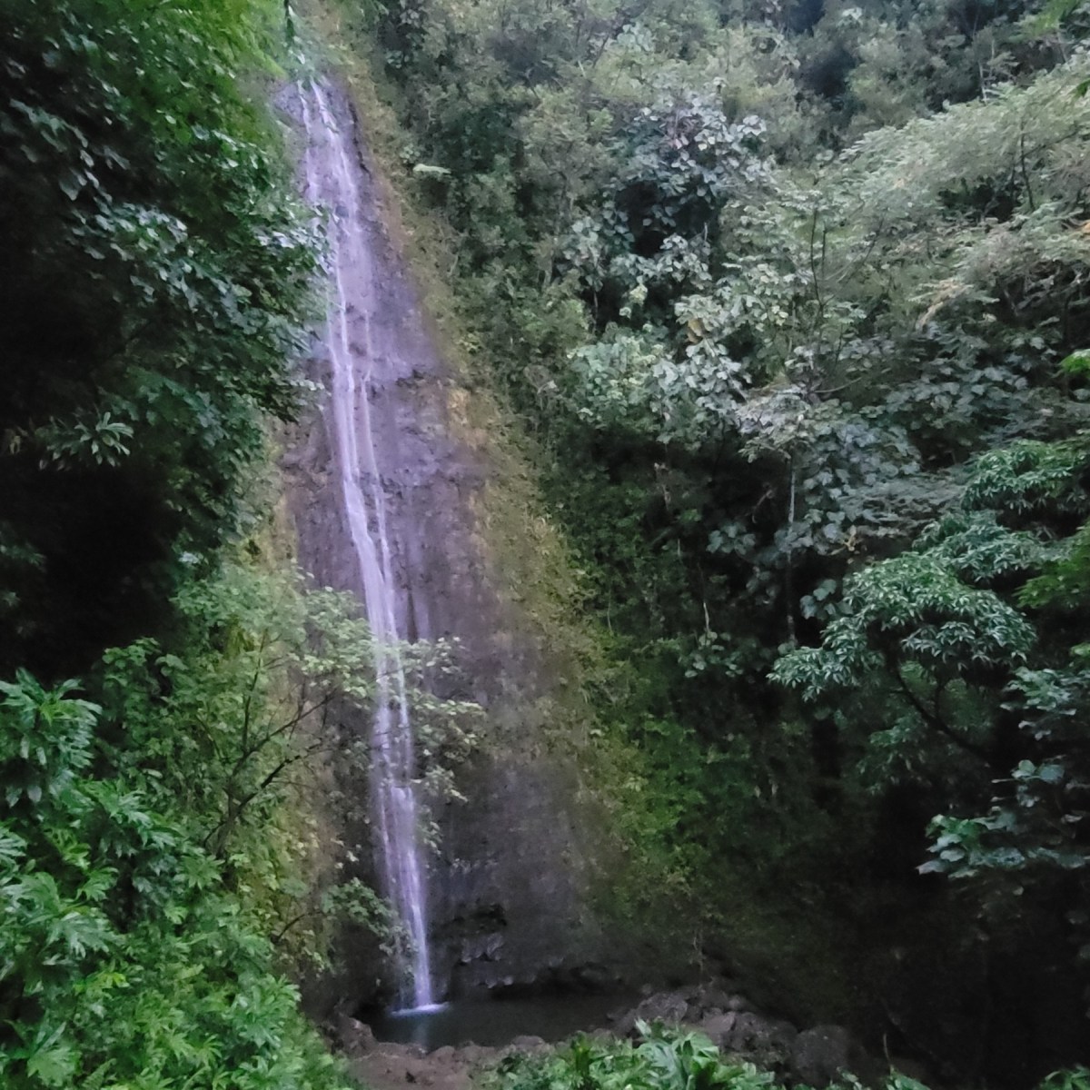 Manoa Falls Trail (Oahu): The Perfect Hawaii Waterfall Hike Near&nbsp;Waikiki