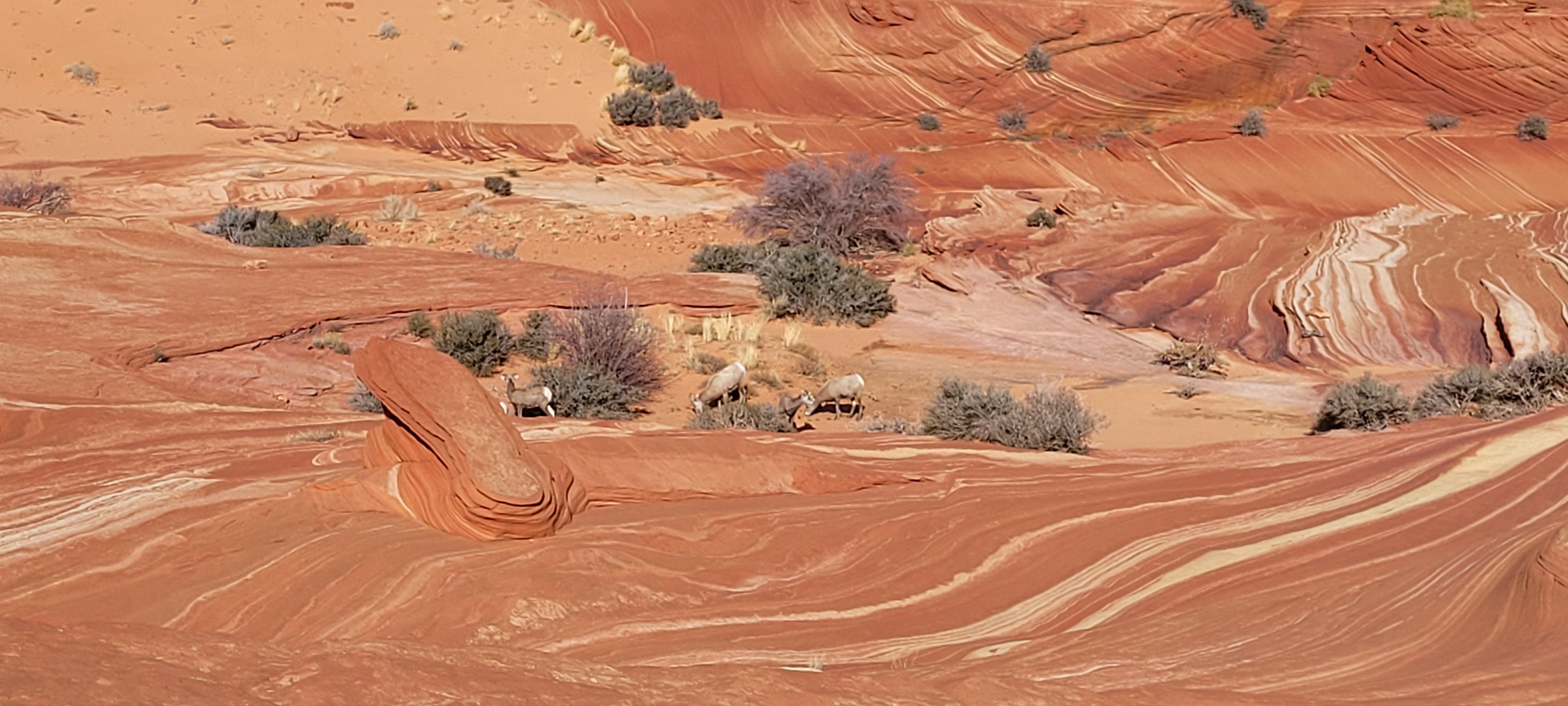 A panoramic view of colorful rock formations and desert vegetation, featuring prominent red and orange striations in the landscape with a few animals grazing in the foreground.