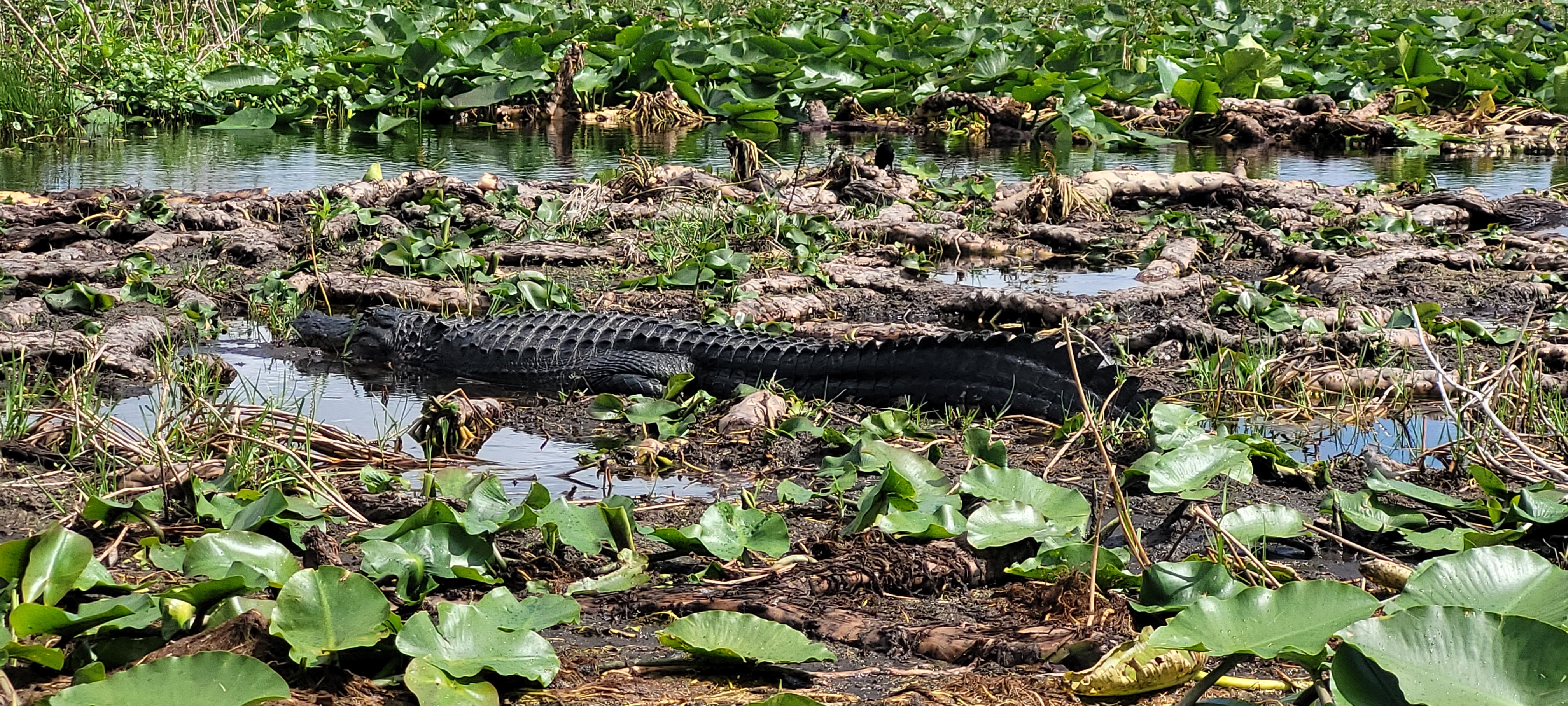 Alligator on Lake Tohopekaliga