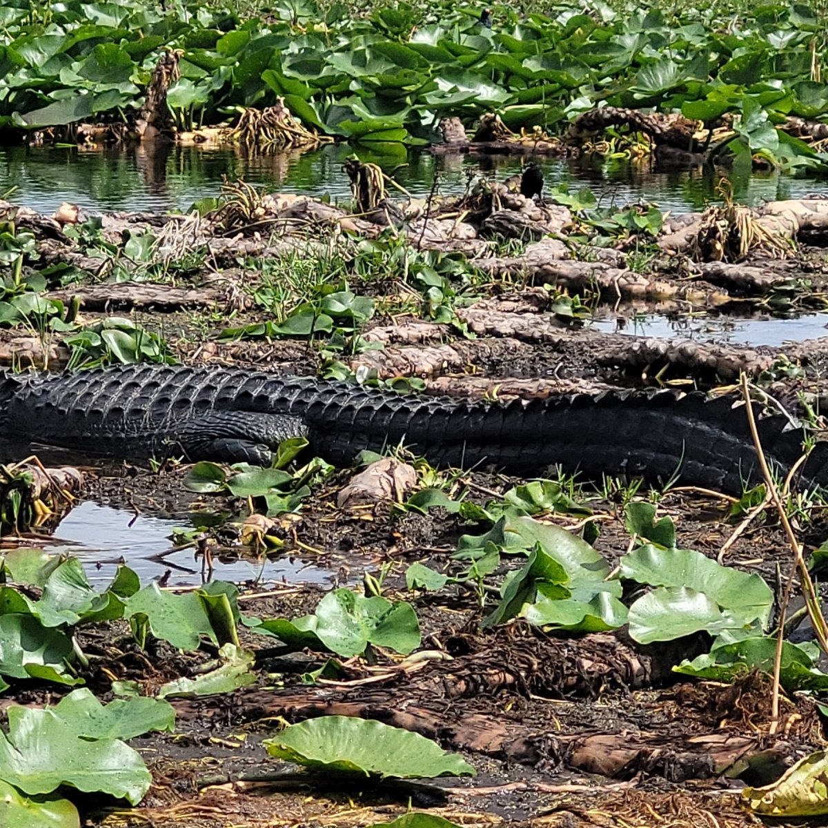 The Best Non-Disney Experience in Orlando? Boggy Creek Airboats&nbsp;Review
