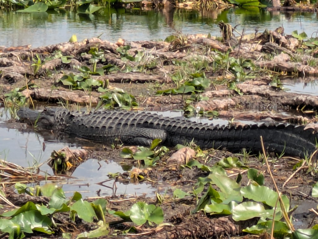Alligator in Lake Tohopekaliga